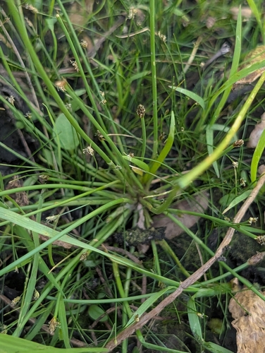 Engelmann's Spikerush