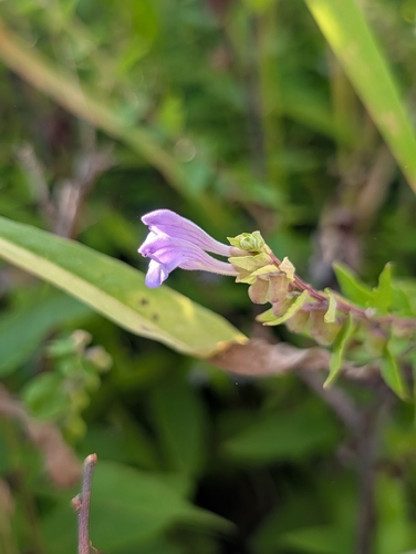 Marsh Skullcap
