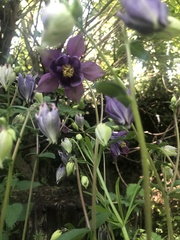 Aquilegia vulgaris