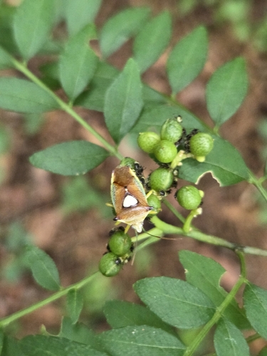 Sastragala esakii