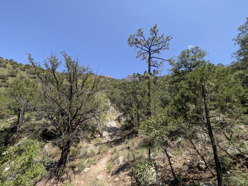 Pinus engelmannii