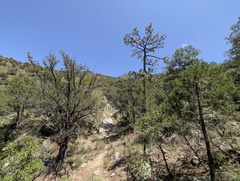Pinus engelmannii