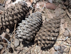 Pinus engelmannii, photograph (c) Cheng-Te Hsu, some rights reserved (CC BY)