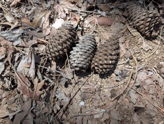 Pinus engelmannii, photograph (c) Cheng-Te Hsu, some rights reserved (CC BY)