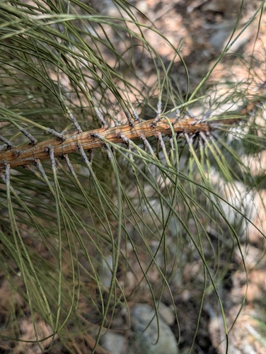 Pinus engelmannii, photograph 3