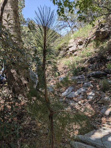 Pinus engelmannii, photograph 4