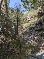 Pinus engelmannii, photograph (c) Cheng-Te Hsu, some rights reserved (CC BY)