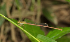 Ceriagrion olivaceum