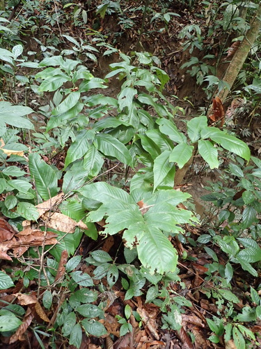 Tectaria pleiosora observed 2026-08-10
