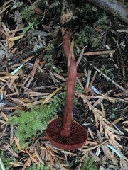 Cortinarius neosanguineus