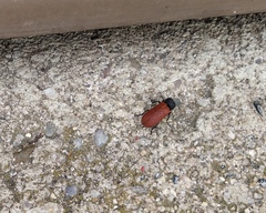 Bostrichus capucinus