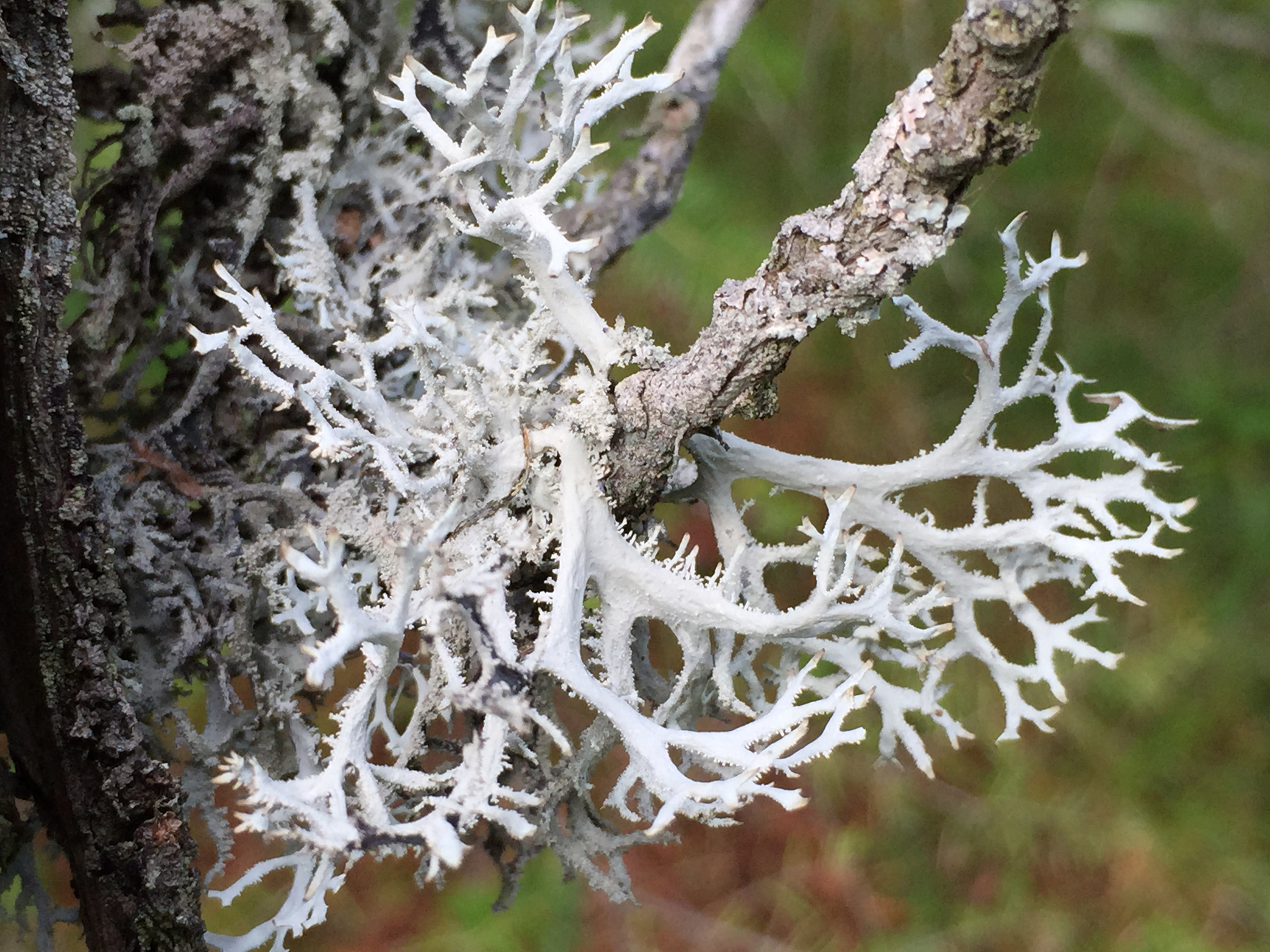 Pseudevernia consocians image