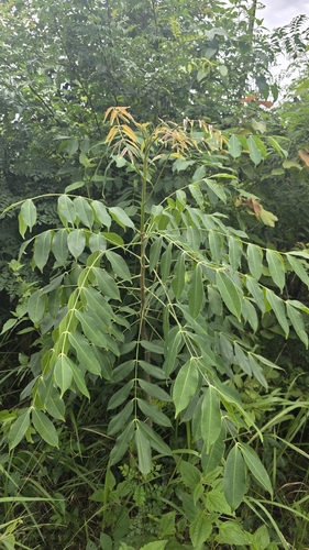 Spondias pinnata observed 2026-08-19
