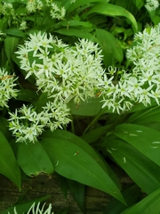 Allium ursinum