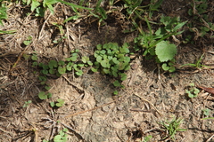 Dichondra carolinensis, photograph (c) Texas Bird Family, some rights reserved (CC BY)