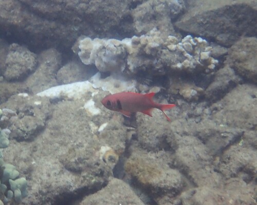 Myripristis, 2026-07-11