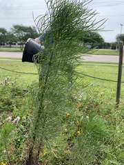 Foeniculum vulgare dulce