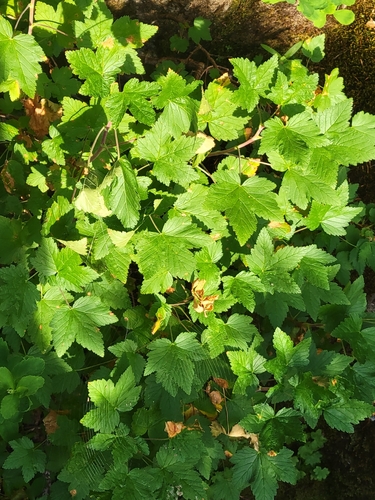Ribes acerifolium, 2026-08-18