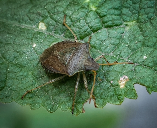 iNaturalist observation photo of Consperse Stink Bug