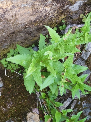 Senecio triangularis, photograph 6