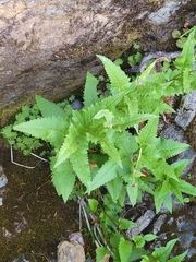 Senecio triangularis, photograph author not stated, no rights reserved