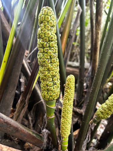 Carludovica palmata observed 2026-08-18