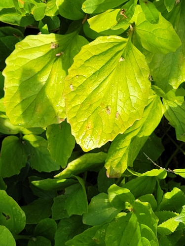 Valeriana sitchensis, photograph 6