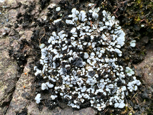 Representative image of Kiliasia