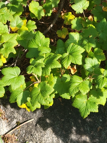 Ribes acerifolium, 2026-08-18