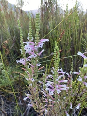 Erica perspicua perspicua