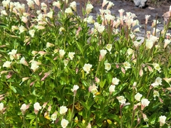 Epilobium luteum, photograph author not stated, no rights reserved