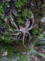 Tillandsia recurvata