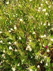 Epilobium luteum, photograph author not stated, no rights reserved