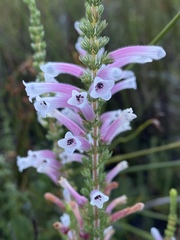 Erica perspicua perspicua