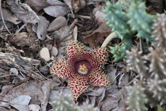 Huernia hystrix