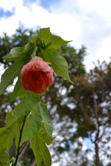 Abutilon insigne