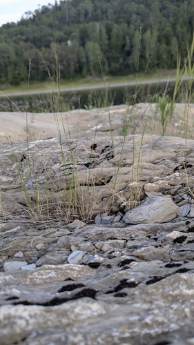 Muhlenbergia richardsonis observed 2026-08-18