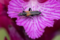Oedemera simplex