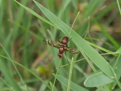 Tritoxa