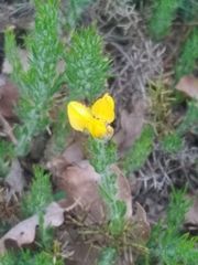 Genista hispanica