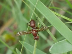Tritoxa