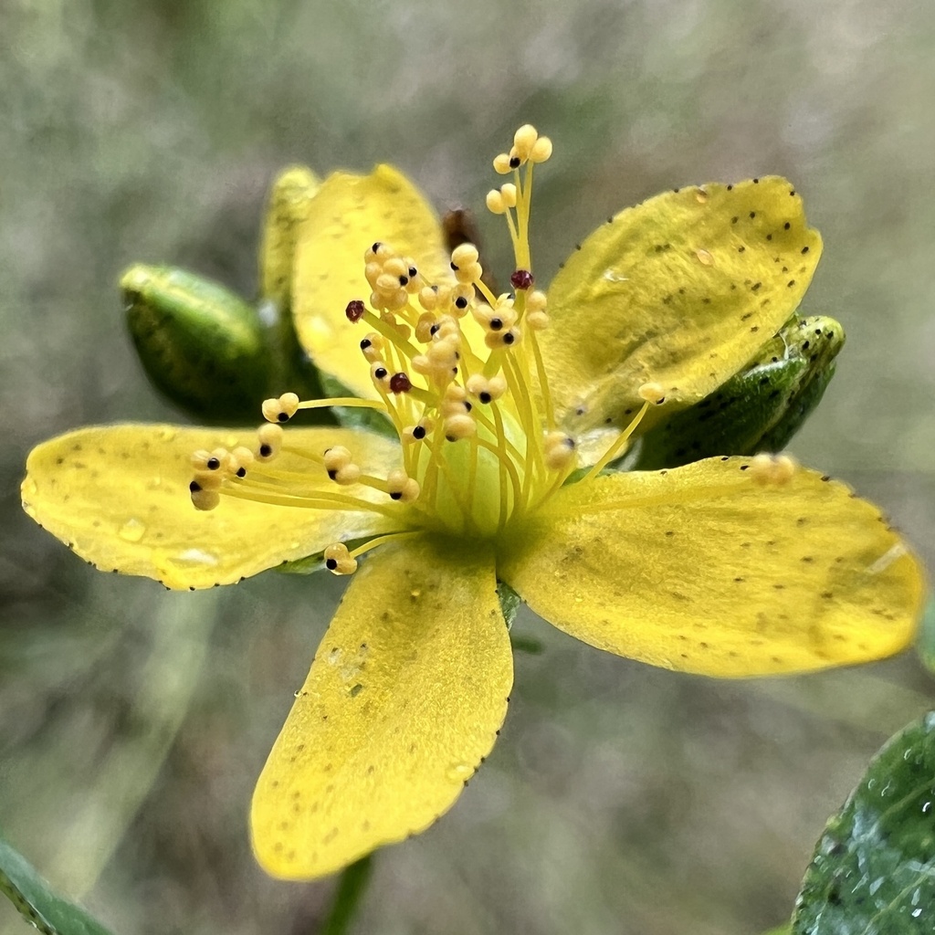 Hypericum punctatum; photograph (c) Anne Parker, some rights reserved (CC BY)