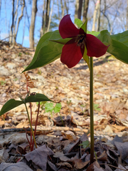 Trillium erectum