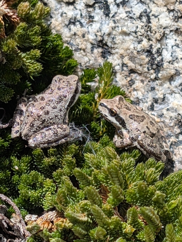 iNaturalist observation photo of Pacific chorus frog