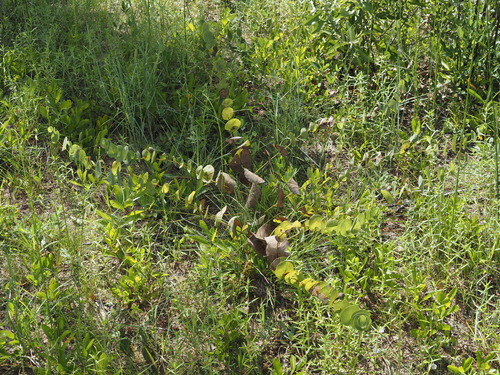 Baptisia perfoliata, photograph 6