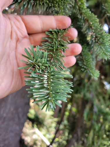 Abies procera, photograph 2