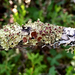 Eastern Candlewax Lichen - Photo (c) Samuel Brinker, some rights reserved (CC BY-NC), uploaded by Samuel Brinker