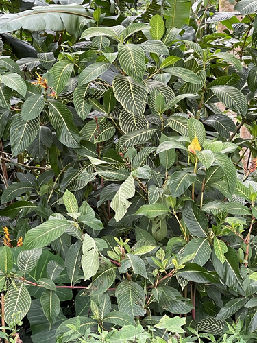 Sanchezia parvibracteata observed 2026-08-18