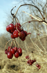 Viburnum opulus