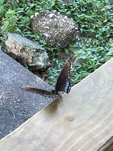 Red-spotted Purple